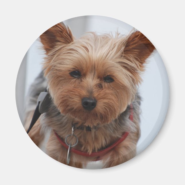 Yorkie  Magnet (Front)