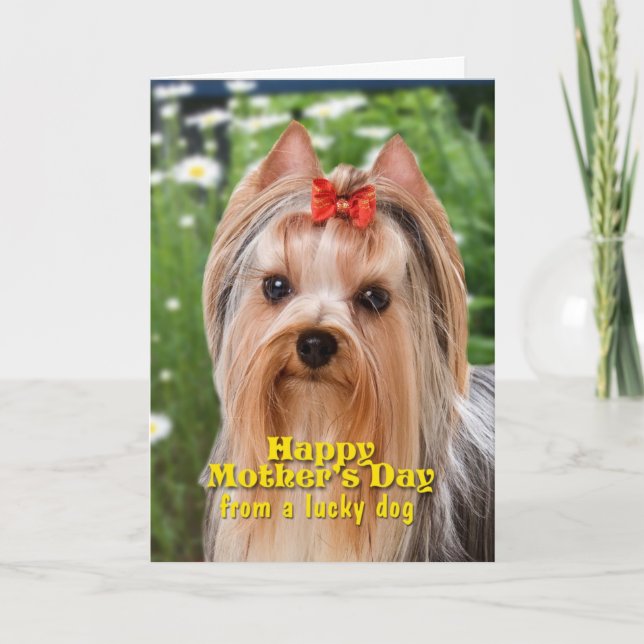 Yorkie Mother's Day Card (Front)