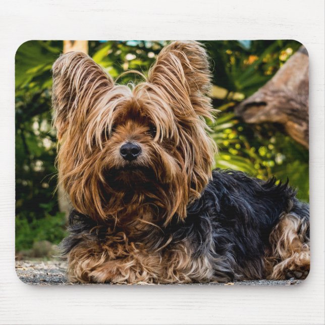 Yorkie Mouse Mat (Front)