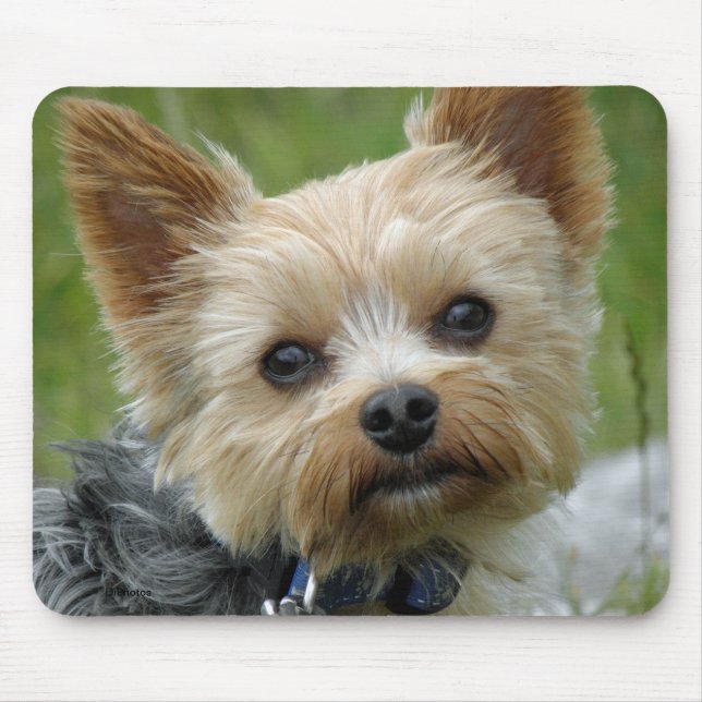 Yorkie Mouse Mat (Front)