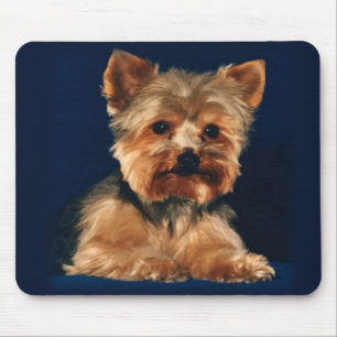 yorkie mouse pad