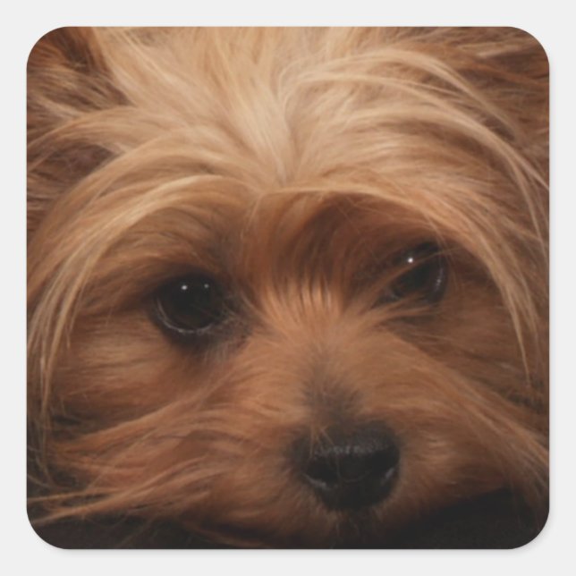 Yorkie or Your Dog Picture Square Sticker (Front)