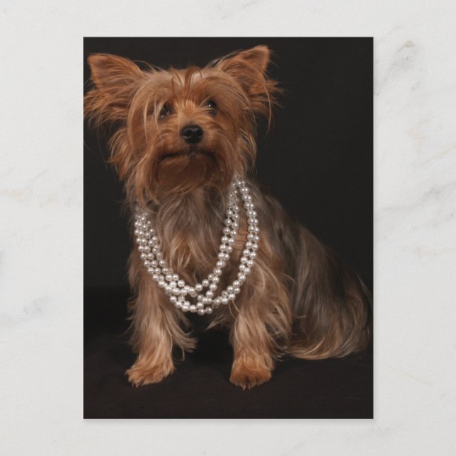 Yorkie Pearls Postcard (Front)
