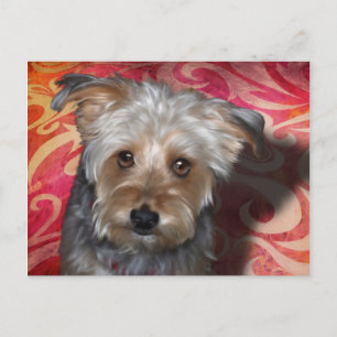 Yorkie Postcard