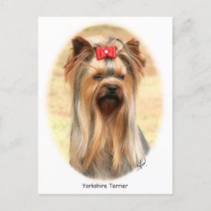 Yorkie Postcard