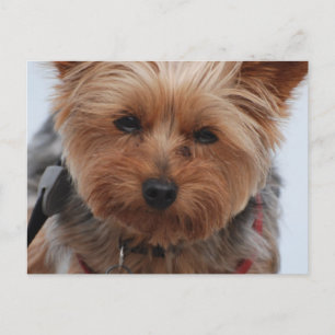 Yorkie Postcard