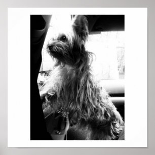 Yorkie Poster