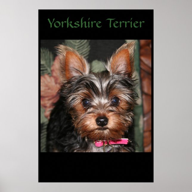 Yorkie Poster (Front)