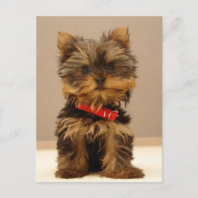 Yorkie Products Postcard (Front)
