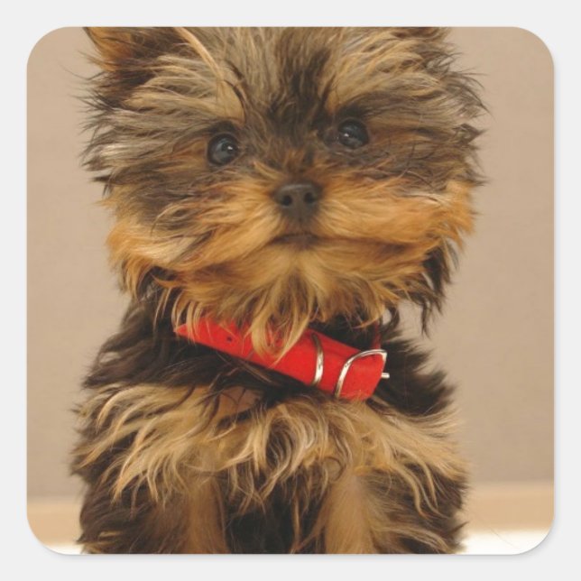 Yorkie Products Square Sticker (Front)