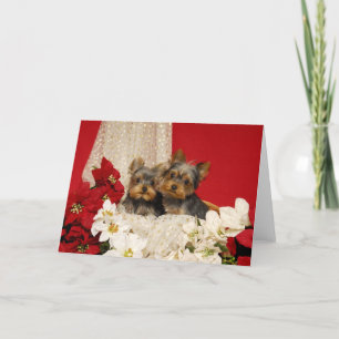 Yorkie puppies with Poinsettias Holiday Card