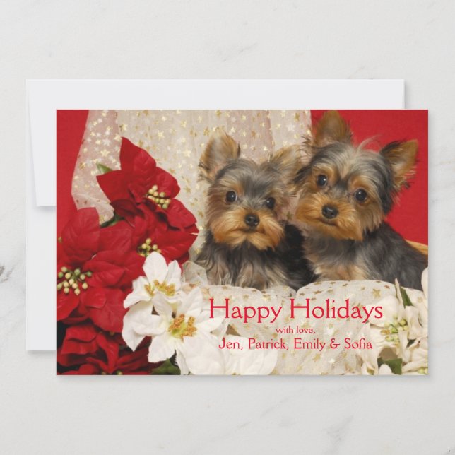 Yorkie puppies with Poinsettias Holiday Card (Front)