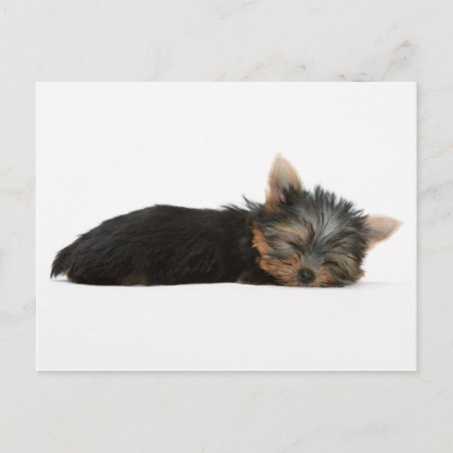 Yorkie Puppy Sleeping Postcard (Front)