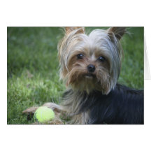 Yorkie Tennis