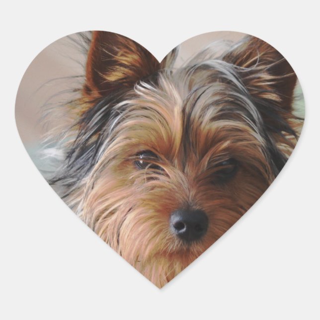 Yorkie Terrier  Sticker (Front)