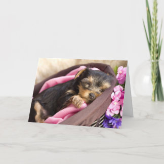 Yorkie Valentine Card