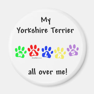 Yorkie Walks All Over You - Magnet