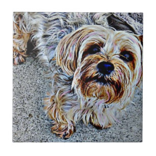 Yorkie Yorkshire Terrier Coloured Tile