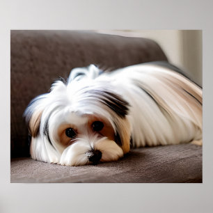 Yorkie, Yorkshire Terrier, Experiencing Ennui  Poster
