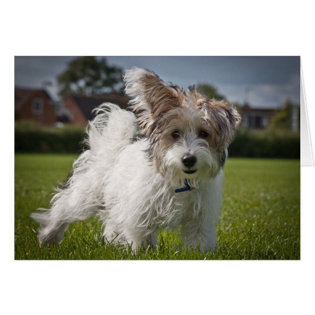 Yorkiepoo (Front Horizontal)