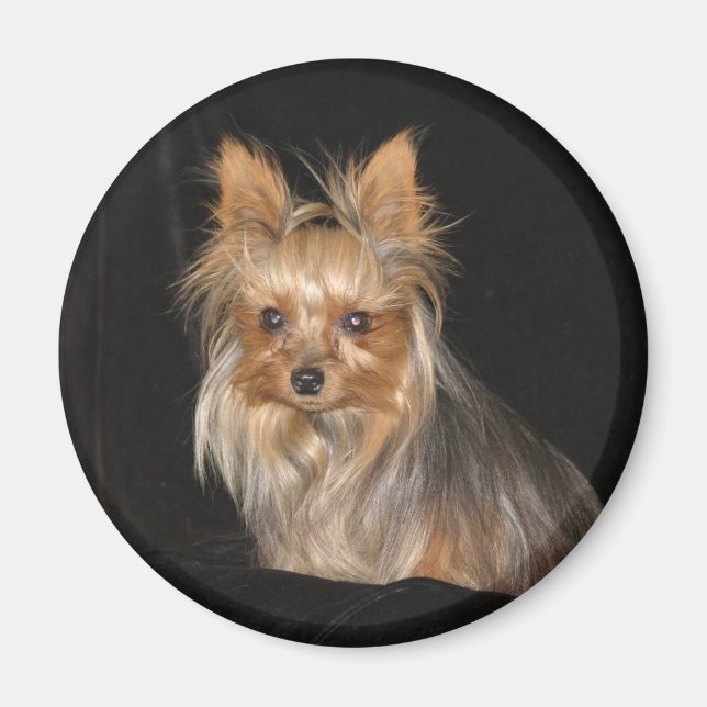 Yorkies Magnet (Front)