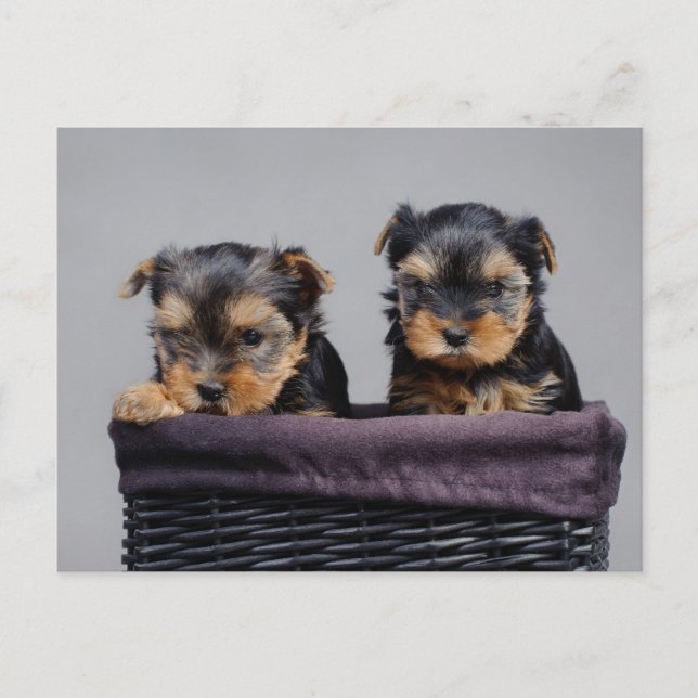 Yorkies Postcard (Front)