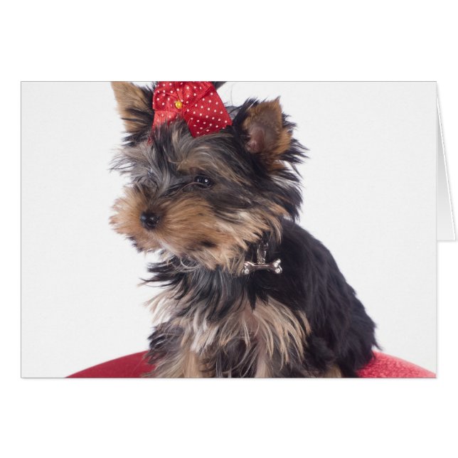 yorkshire (Front Horizontal)