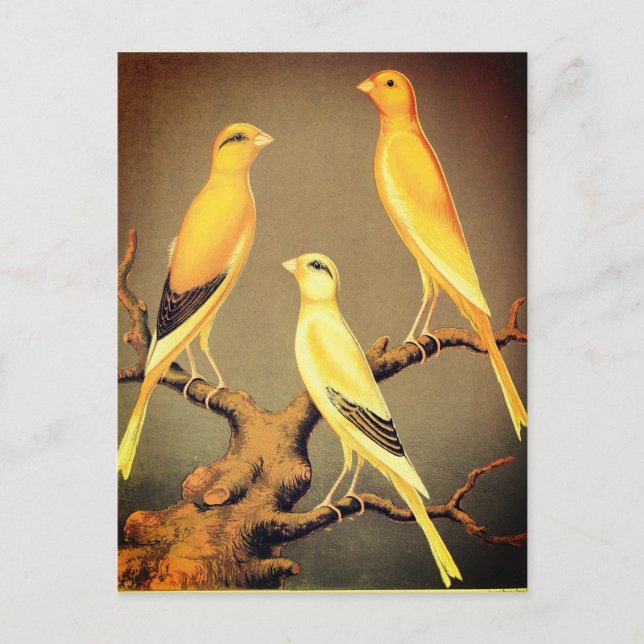 YORKSHIRE CANARIES POSTCARD (Front)