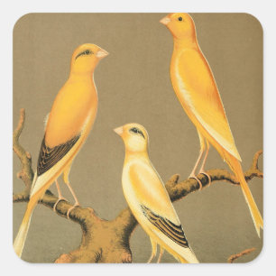 YORKSHIRE CANARIES SQUARE STICKER