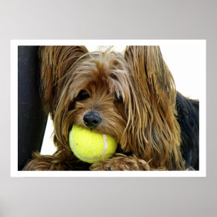 Yorkshire Terrer with Tennis Ball Poster