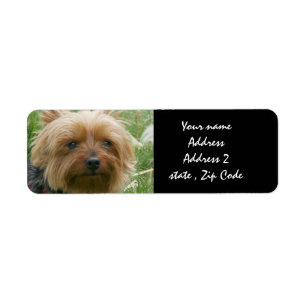 Yorkshire Terrier