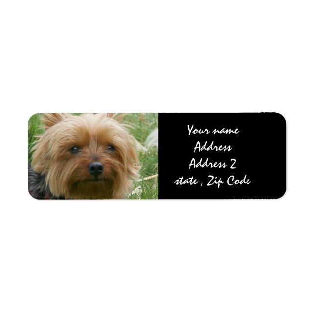 Yorkshire Terrier (Front)