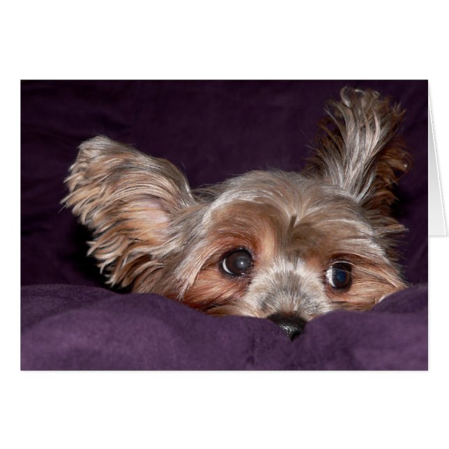 Yorkshire Terrier (Front Horizontal)