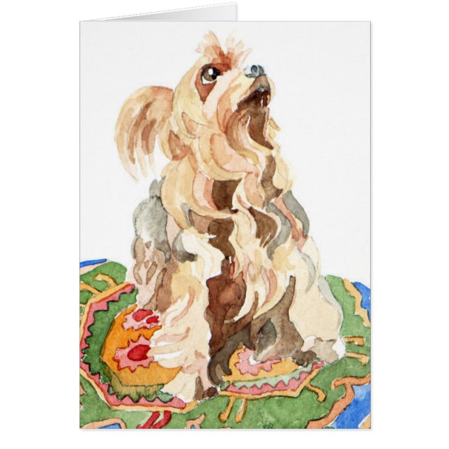 Yorkshire terrier 2012 (Front)