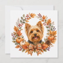 Yorkshire Terrier Autumn