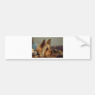 Yorkshire Terrier Bumper Sticker