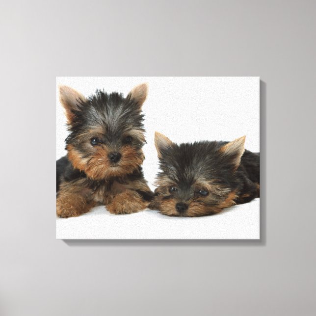 Yorkshire Terrier Canvas Print (Front)