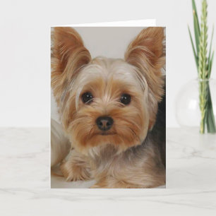 Yorkshire Terrier Card