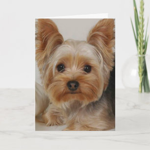 Yorkshire Terrier Card
