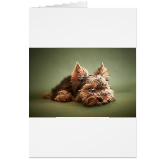 Yorkshire Terrier Card