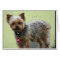 Yorkshire Terrier Card