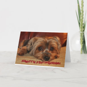 Yorkshire Terrier Christmas  Greeting Card