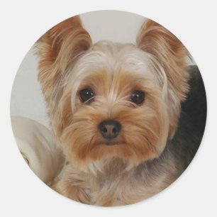 Yorkshire Terrier Classic Round Sticker