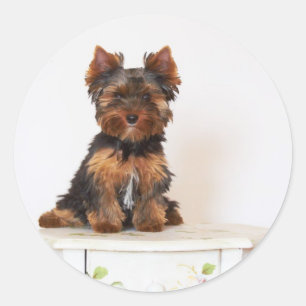 Yorkshire Terrier Classic Round Sticker