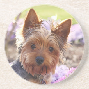 Yorkshire Terrier Coaster
