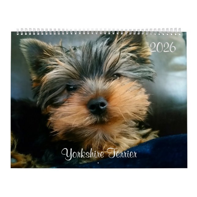 Yorkshire Terrier Cute Yorkies  2024 Calendar (Cover)
