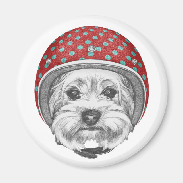 Yorkshire Terrier Daredevil Magnet (Front)