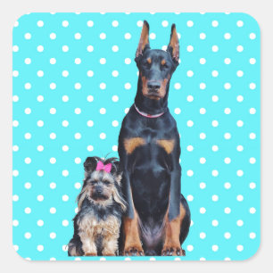 Yorkshire Terrier Doberman Blue Polka Dots Square Sticker