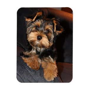 Yorkshire Terrier Dog Magnet