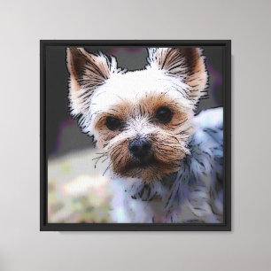 Yorkshire terrier, Dog, Pet Canvas Print